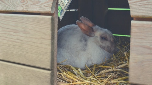 Why Is My Bunny Shaking - Fear - What to do