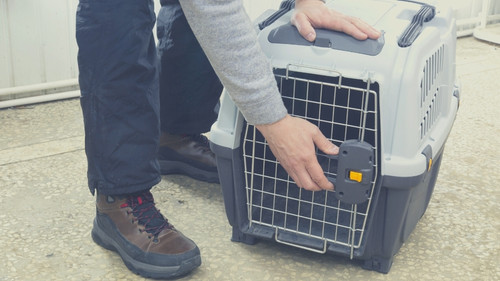 allows rabbits to be transported as cargo