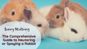 bunny neutering