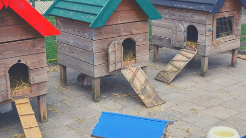 recommended size for any rabbit’s enclosure