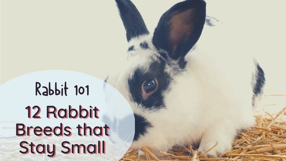 small rabbit breeds - the smallest rabbit breed