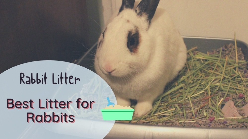 Best Litter for Rabbits