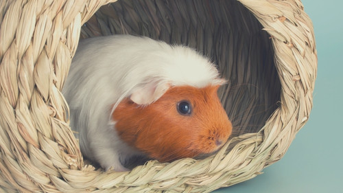 Create a Safe Space for Your Guinea Pig