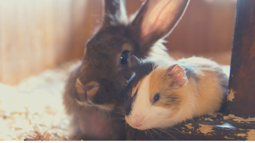 a rabbit and a guinea pig sitting side by side