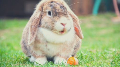 Do Male Rabbits Have Dewlaps