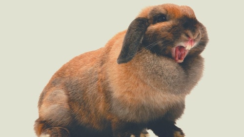 Brown, aggressive, angry rabbit, with an open mouth and showing teeth on a white background
