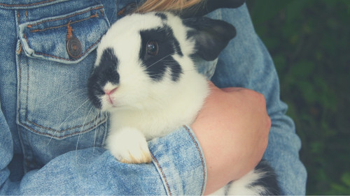 a person hugging a rabbit