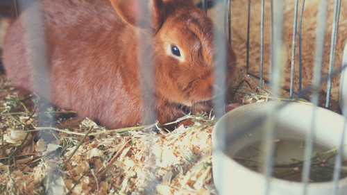 How Much Litter Should You Use in a Rabbit Cage or Litter Box