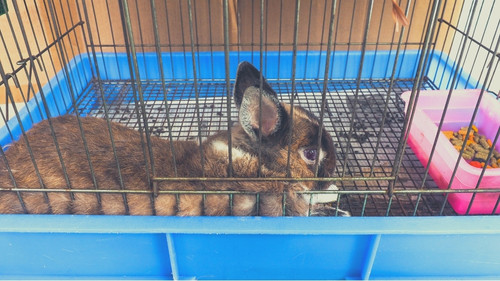 How To Choose the Best Indoor Rabbit Cage