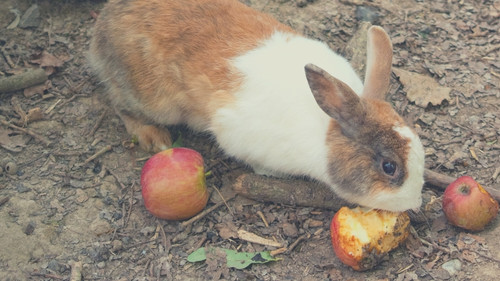Human Foods That Rabbits Can Eat - Apple