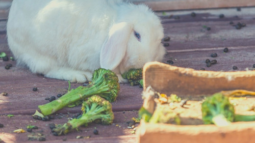 Human Foods That Rabbits Can Eat - Broccoli