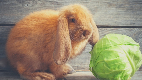 Human Foods That Rabbits Can Eat - Cabbage