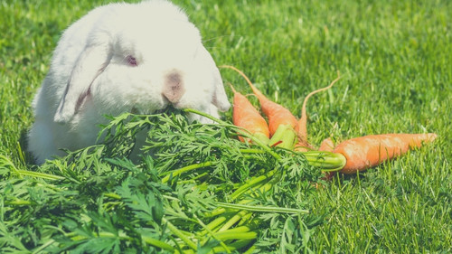 Human Foods That Rabbits Can Eat - Carrot