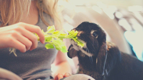 Human Foods That Rabbits Can Eat - Celery