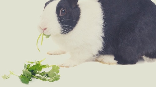 Human Foods That Rabbits Can Eat - Cilantro