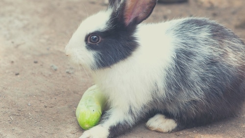 Human Foods That Rabbits Can Eat - Cucumber