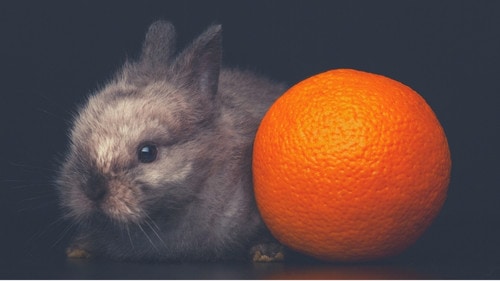 Human Foods That Rabbits Can Eat - Orange