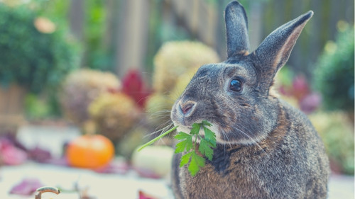 Human Foods That Rabbits Can Eat - Parsley