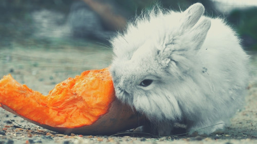 Human Foods That Rabbits Can Eat - Pumpkin