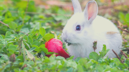 Human Foods That Rabbits Can Eat - Sweet peppers