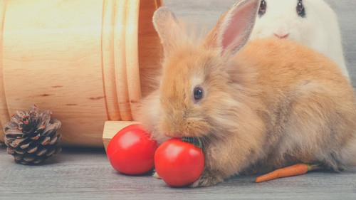 Human Foods That Rabbits Can Eat - Tomatoes