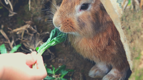 Human Herbs That Rabbits Can Eat - Lettuce