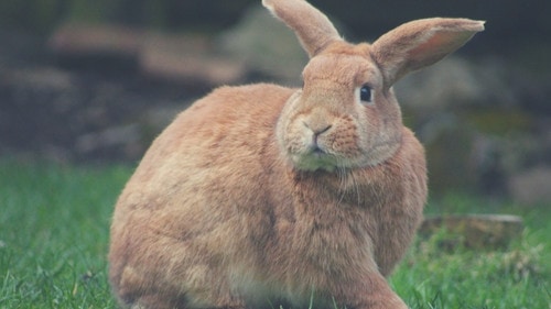 a brown rabbit sitting on a green grass