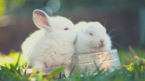 two white rabbits showing affection through nipping