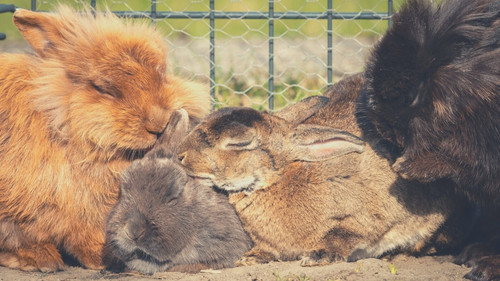 Rabbit pulling out other rabbits’ fur