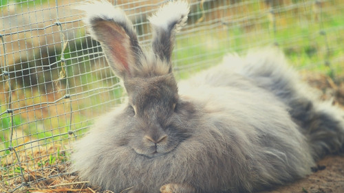 angora rabbit sitting on hay inside a cage