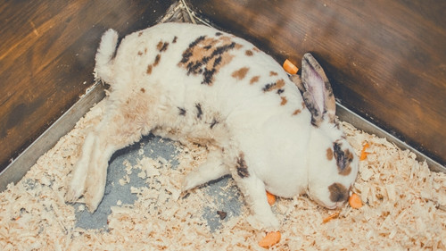 Reasons To Avoid Bedding for Indoor Rabbits