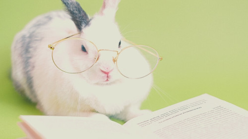 cute white rabbit with round eyeglasses in front of a book on a green background