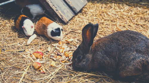 a rabbit and two guinea pigs eating together