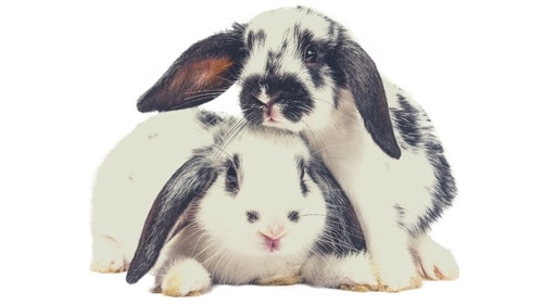 What Animals Can Live With Rabbits
