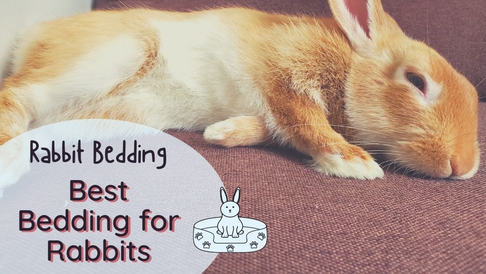 What Bedding is Best for Rabbits? Choosing a Safe Litter for Your Pet