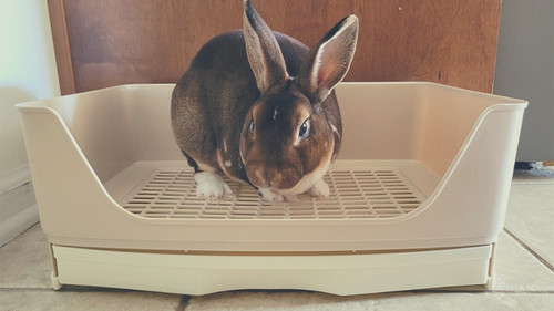 What is the Best Litter Box for Rabbits