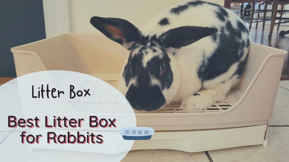best litter box for rabbits