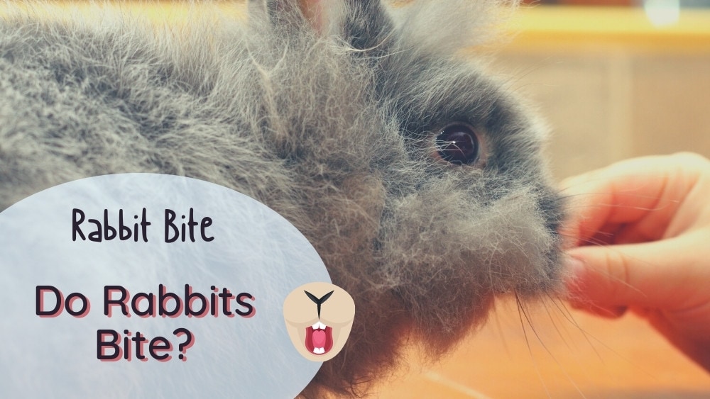 do rabbits bite - feeding cute gray rabbit