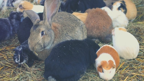 rabbits and guinea pigs together