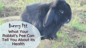 unhealthy rabbit urine