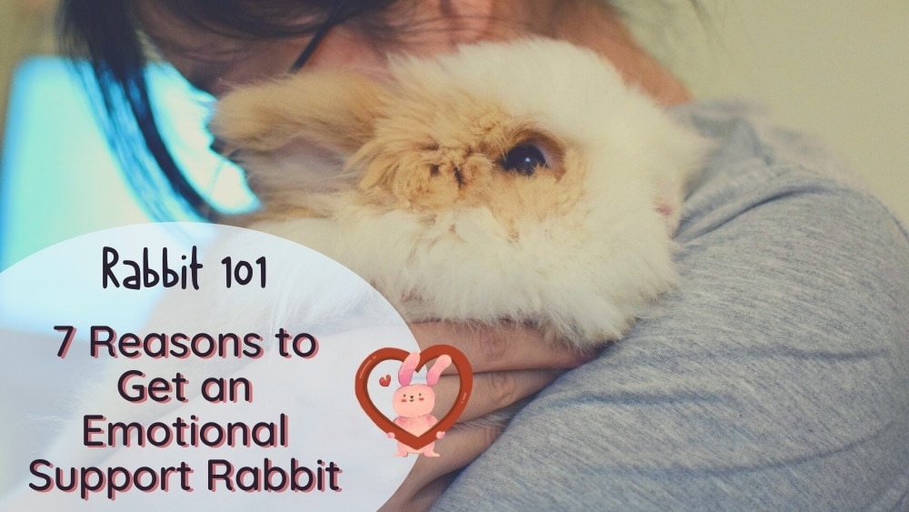 7 Reasons to Get an Emotional Support Rabbit