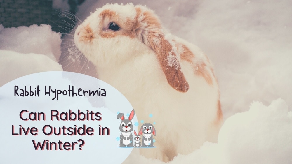 Can rabbits live outside in winter