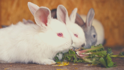 Changes in Rabbits During Winter - Appetite Changes