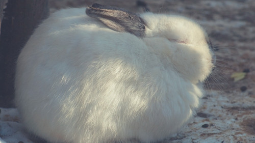 Changes in Rabbits During Winter - Sleeping Positions