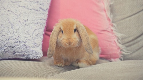 How Do You Bunny - Furniture