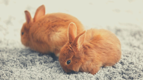 How Do You Bunny-Proof a Room with Carpet