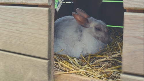 How to Keep Rabbits Warm in Winter - More sleeping areas