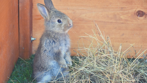 How to Keep Rabbits Warm in Winter - Provide Extra Bedding