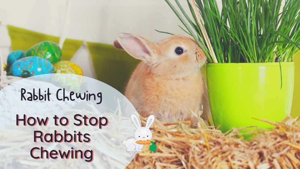 How to Stop Rabbits Chewing