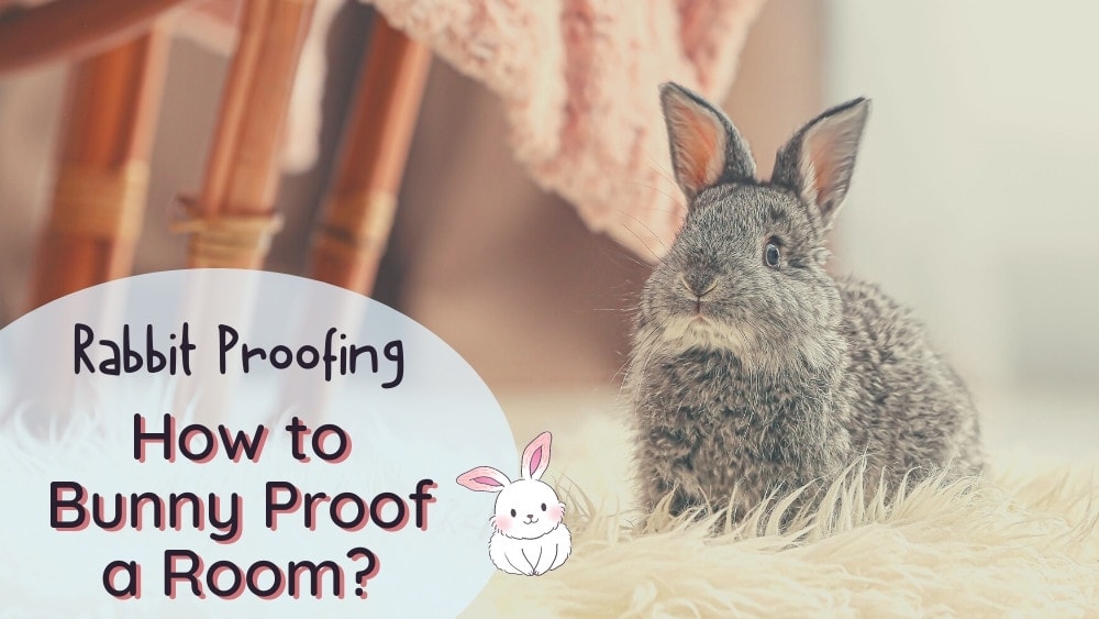 How to bunny proof a room
